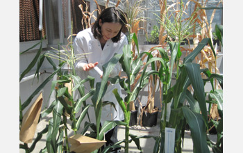 Photo of a scientist and corn in a lab.