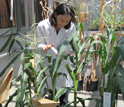 Photo of a scientist and corn in a lab.