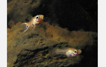 Photo of a male and female guppy in a stream in Trinidad.
