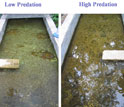 Photos showing the differences in the impact of high- vs. low-predation guppies.
