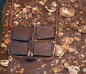 Photo of two copper quadrats in an artificial stream that measure the impact of guppies.