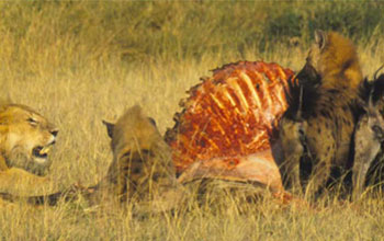 Hyenas and lion feeding on carcass in Masai Mara National Reserve, Kenya
