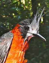 Photo of a White-plumed Antbird.