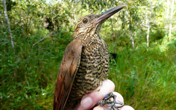 Photo of a hand holding a Black-banded Woodcreeper by its feet.