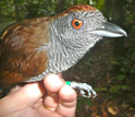 Photo of a hand holding a Black-throated Antshrike by its feet.