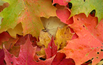 maple leaves on the ground with their fall colors.