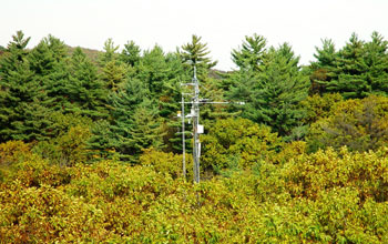 Photo of Harvard Forest's environmental measurements tower surrounded by oaks and white pines.