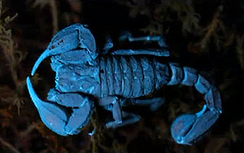 Scorpion glowing blue in ultraviolet light