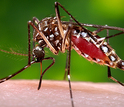 An Aedes aegypti mosquito on skin