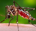 The Aedes aegypti mosquito carried the Zika virus from Africa to the Americas.