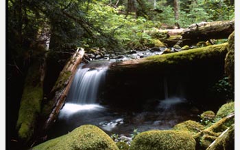 Photo of a stream tumbling over fallen logs in the Oregon Cascades.