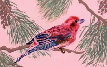 "Purple Finch in Pines," by Sang-Hoon
