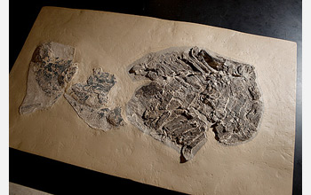 A Gladbachus shark fossil used in the research, pictured in the scientists' lab.