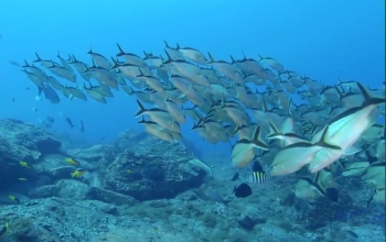 schooling fish underwater