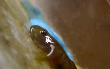 close up of goby fish