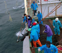 Photo showing Japanese longline fishers catching southern bluefin tuna.