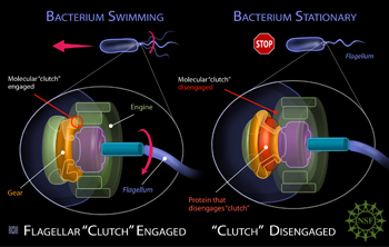 Illustration of the mechanism that stops the flagellum of a bacteria.