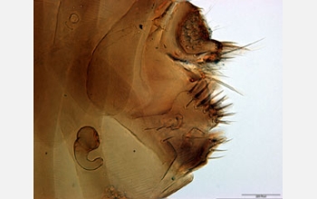 Flea species <em>Echidnophaga bradyta</em> (female)