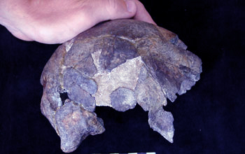 Side view of the Omo I cranium found near the town of Kibish, Ethiopia.