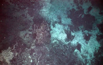 Bacteria form large undersea mats in some areas of the ocean's deepest realms.