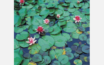 Photo of water lilies in flower.