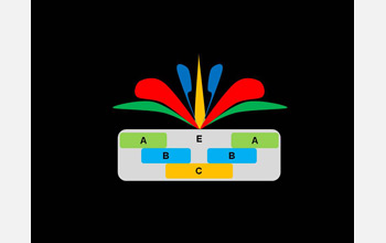 the ABCE model of floral organ identity.
