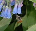 Photo of a bumblebee worker visiting flowers of the tall bluebell.
