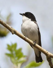 A pied-flycatcher on a branch