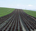 rows of unplanted crops in center and rows of planted crops on right and left.