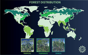 Illustration showing forest distribution on the Earth's landmass