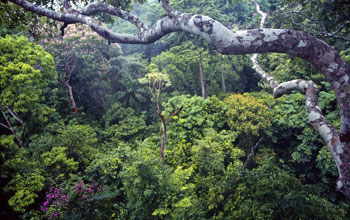 Tropical rainforest on Barro Colorado Island, Panama.