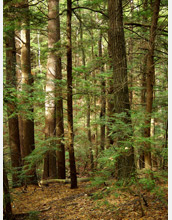 A view of NSF's Harvard Forest LTER Site in Massachusetts.