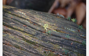 Hemlock seedlings taking root in a dead tree.