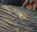 Hemlock seedlings taking root in a dead tree.