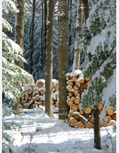 A family woodlot in Maine.