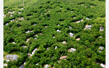 Houses perforate an oak forest on Martha's Vineyard, Mass.