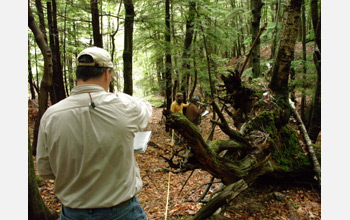 Scientist David Orwig and students at work in Pisgah State Park, N.H.