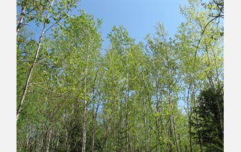 Photo of the forest canopy at the aspen site.