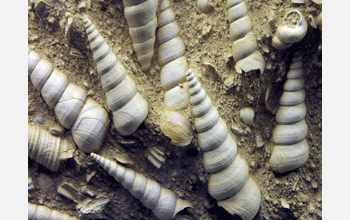 Fossilized snails known as turritellid gastropods