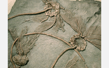 Fossils of crinoids, commonly known as sea lilies, from Ontario, Canada.