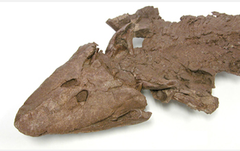 Photo of the head of a fossil specimen of Tiktaalik roseae.