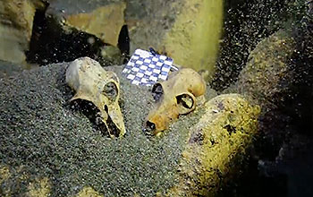 several fossils in underwater graveyard
