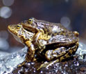 Photo of a pair of mountain yellow-legged frogs in California's Sierra Nevada mountains.