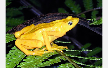 Photo of a Panamanian golden frog.