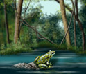 Illustration of a frog sitting on a rock in a pond.