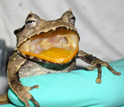 Photo of a Panama marsupial frog being tested for the presence of the microscopic fungus.