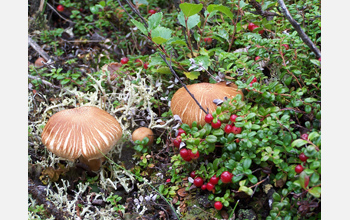 Photo showing fungi in Alaska's boreal forest.