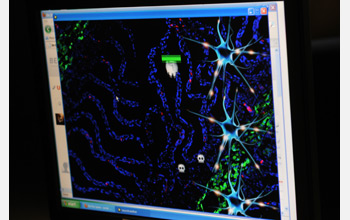 Screen shot of immunology-based game.