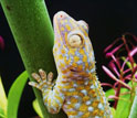 A tokay gecko (Gekko gecko) clings to leaf stem wet with water droplets.