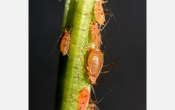 Photo of a pink clone of A. pisum (pea aphid), with different stages, growing on fava bean.